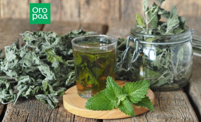 Можно ли заваривать чай из листьев колеуса?